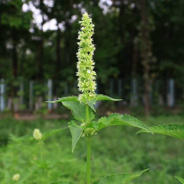Agastache nepetoides / Giant Yellow Hyssop