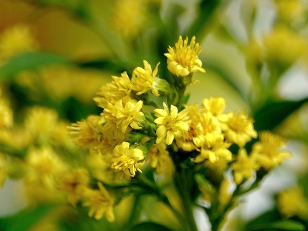 Euthamia graminifolia / Grass-leaved goldenrod (Plug Flat)