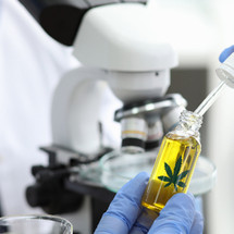 Cannabis extracts showing potential in making people more resistant