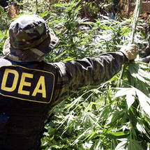 DEA May Threaten CBD And Hemp Industry