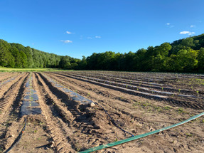 High CBD Hemp Flowers and the Future of CBD