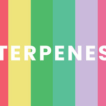 What Are Terpenes
