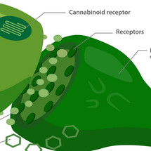 What Is The Endocannabinoid System?