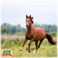 5 Heroic, Life-Saving Horses