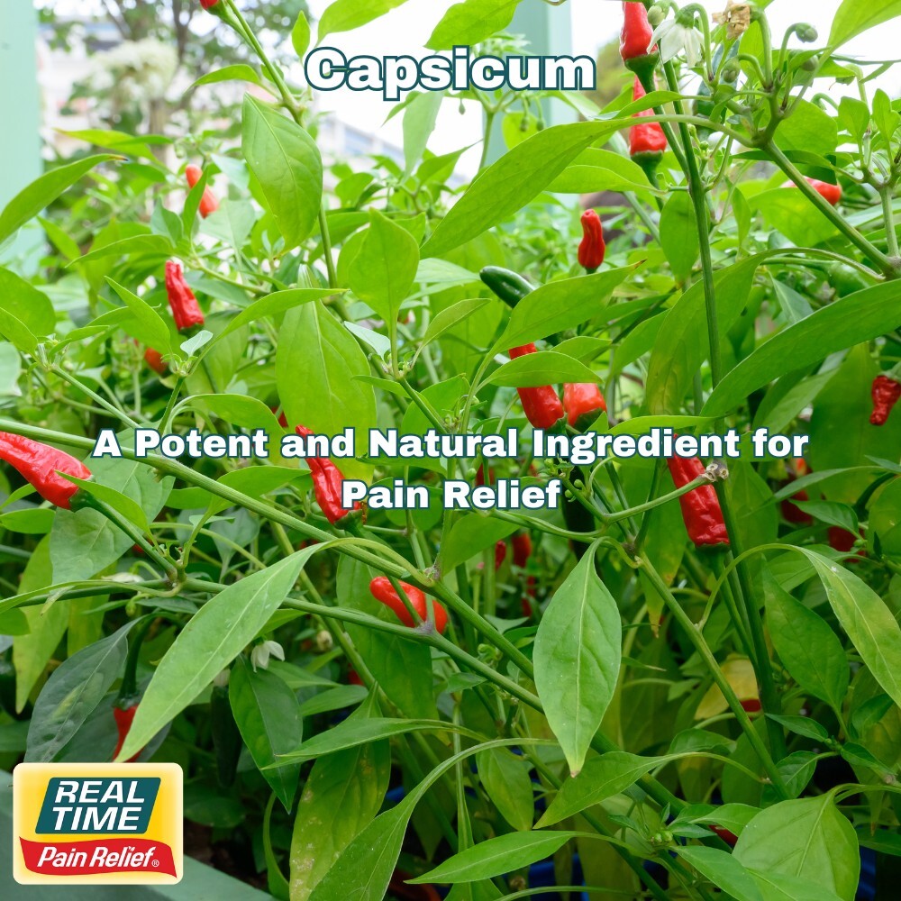 Capsicum: A Potent and Natural Ingredient for Pain Relief