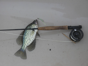 Best Crappie Rods For The Money - Reviews & Buying Guide For 2024