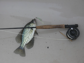 Fly fishing for crappie: anyone do it?