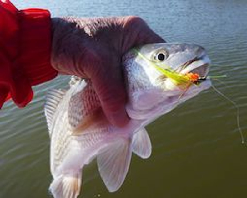 Fly Fishing for Red Fish | Blog | GB Fly Shop