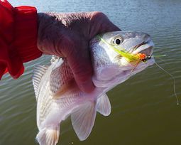 Fly Fishing For Red Fish