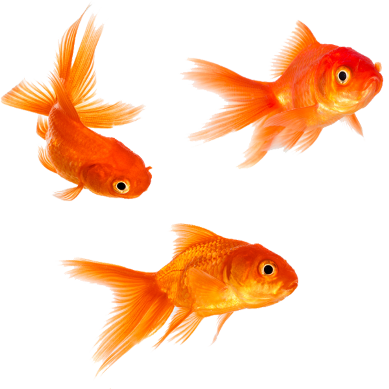 Live Fishes & Plants