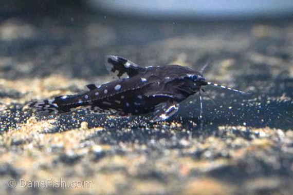 Catfish - Spotted Raphael