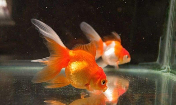 Gold Fish - Sm.