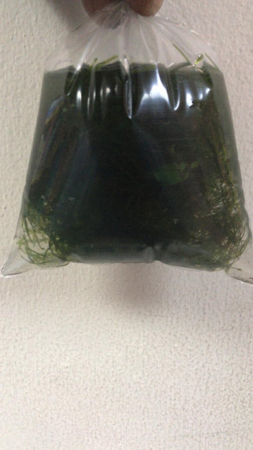 Java Moss