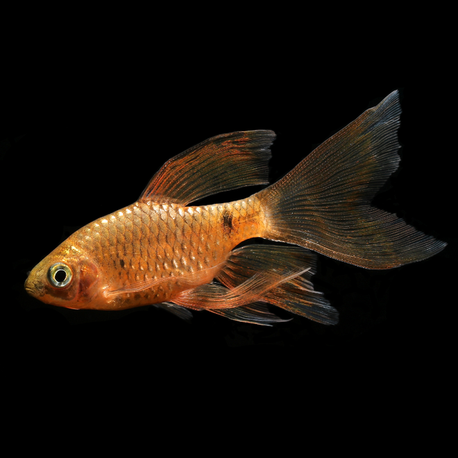 Hi Fin Rosy Barb