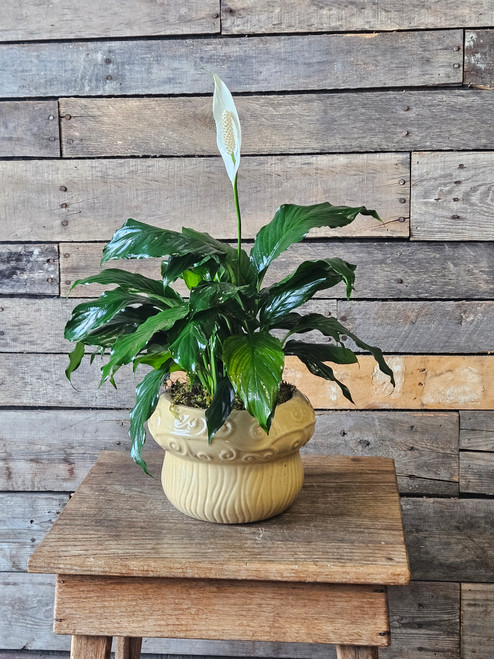 Simply Elegant Spathiphyllum - Small Simply Elegant Spathiphyllum - Small
