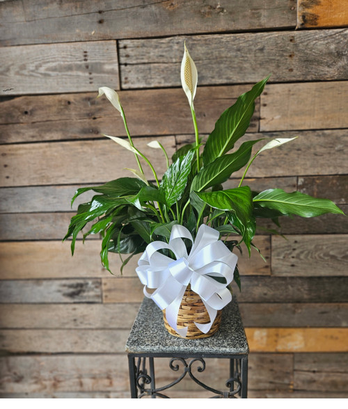 Simply Elegant Spathiphyllum - Small