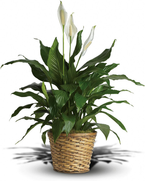 Medium green peace lilly in an 8 inch pot.