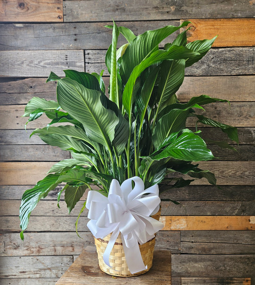 Simply Elegant Spathiphyllum - Large Simply Elegant Spathiphyllum - Large