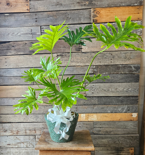 Split-Leaf Philodendron