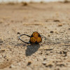 KC HiLiTES FLEX ERA 3 Performance Yellow Combo Beam Lens - 4268 Photo - lifestyle view