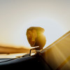 KC HiLiTES FLEX ERA 3 Performance Yellow Combo Beam Lens - 4268 Photo - lifestyle view
