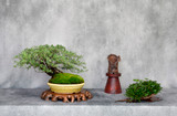 Customer Bonsai in Iker Pots Customer Bonsai in Iker Pots