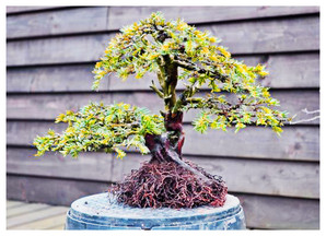 Bonsai Pot Selection Bonsai Pot Selection