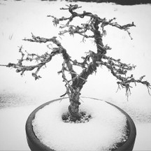 Winter Protection for your Bonsai and Pots Winter Protection for your Bonsai and Pots