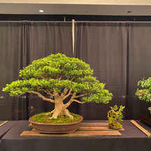 Customer Bonsai in Iker Pots