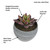 Set of 4 Mini Succulents in Pots Artificial Set of 4 Mini Succulents in Pots Artificial