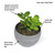 Set of 4 Mini Succulents in Pots Artificial Set of 4 Mini Succulents in Pots Artificial