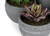 Set of 4 Mini Succulents in Pots Artificial Set of 4 Mini Succulents in Pots Artificial