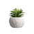 Succulent Plant with Pot 15cm Artificial Succulent Plant with Pot 15cm Artificial