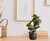 Artificial Rubber Plant in Geometric Pot