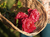 Willow Flower Basket in Medium