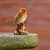 Resin Robin Ornament with Mushroom  Lifelike Detail Resin Robin Ornament with Mushroom  Lifelike Detail
