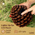 Solar Squirrel in Pinecone Garden Ornament Solar Squirrel in Pinecone Garden Ornament