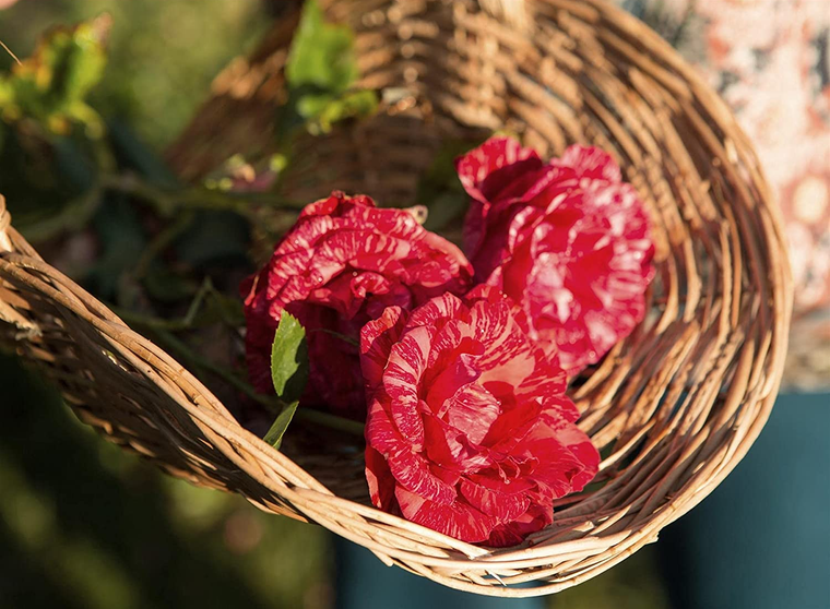 Willow Flower Basket in Medium