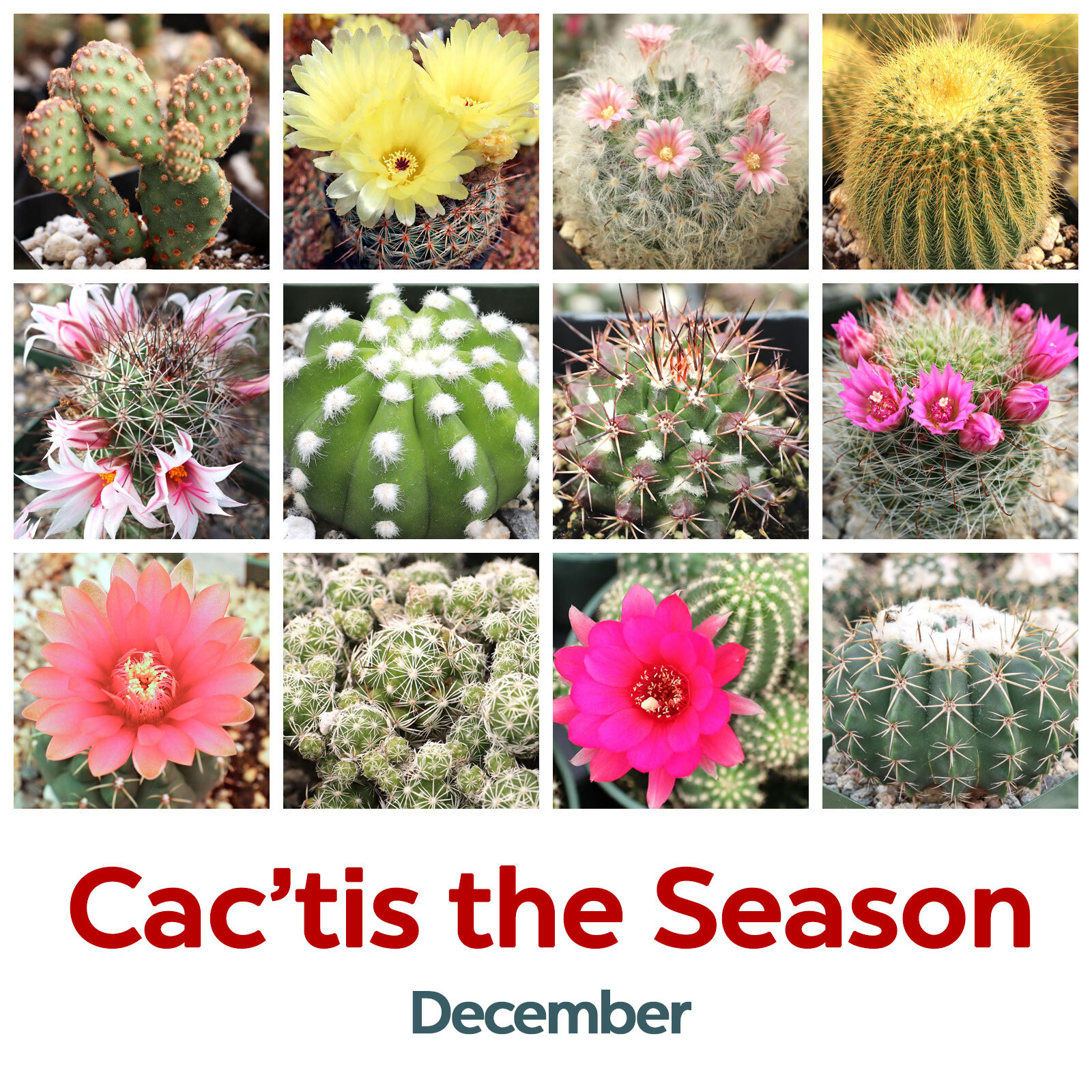 Collage of December Cacti