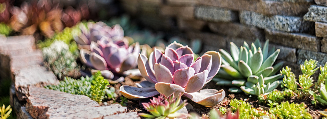 Succulents for Sale Online | Mountain Crest Gardens® Succulent Plants