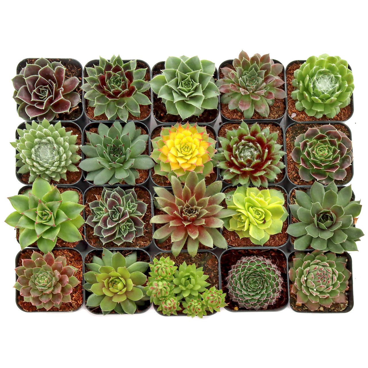 Hardy Succulents, Cold Tolerant Succulents | Mountain Crest Gardens®