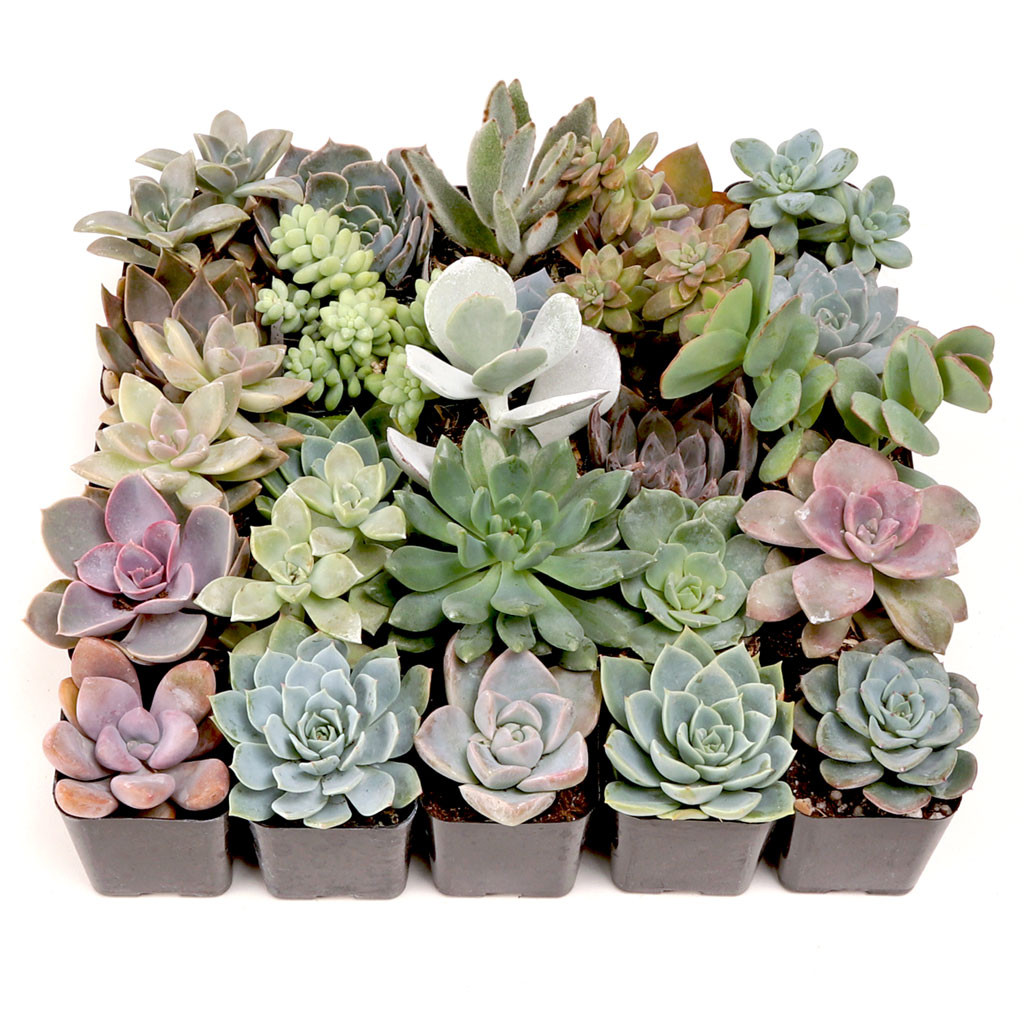 Bulk Succulents Wholesale Succulents Cheap Succulents