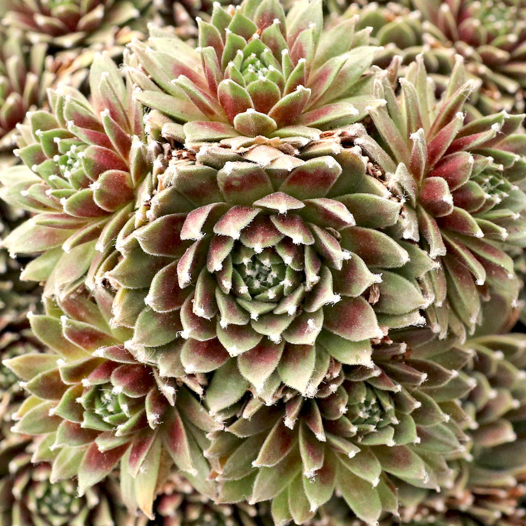 Succulents for Sale Online | Mountain Crest Gardens™ Succulent Plants