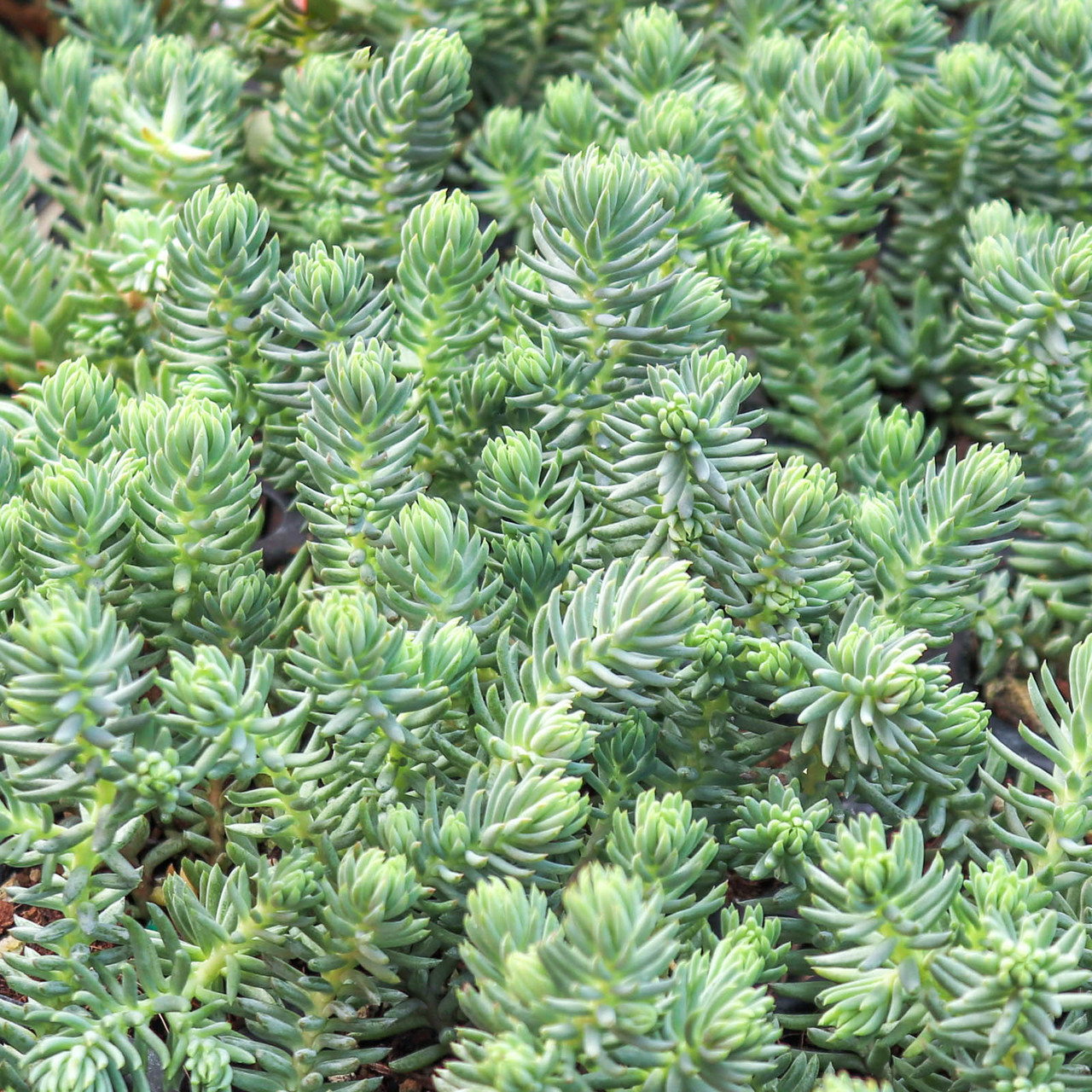 Hardy Succulents For Sale Online | Mountain Crest Gardens®