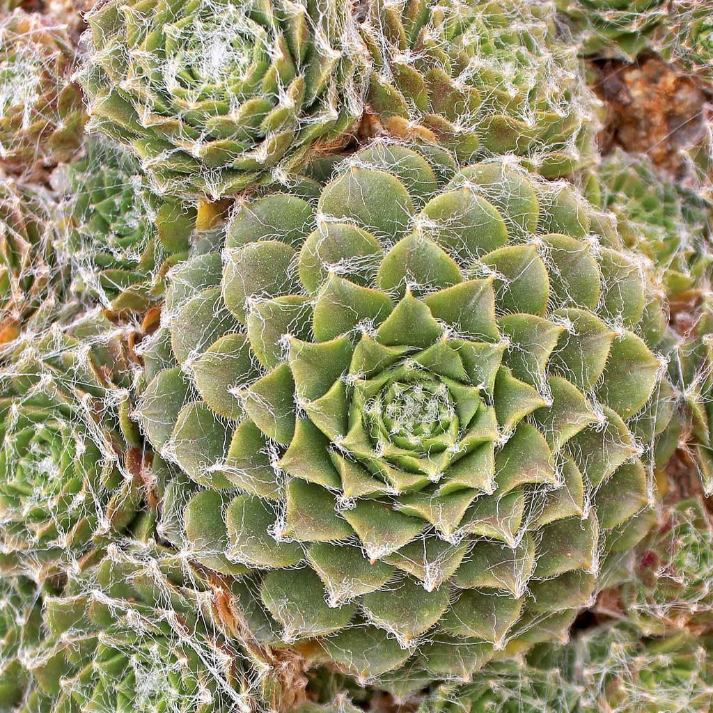 Sempervivum 'Webbi Flame'