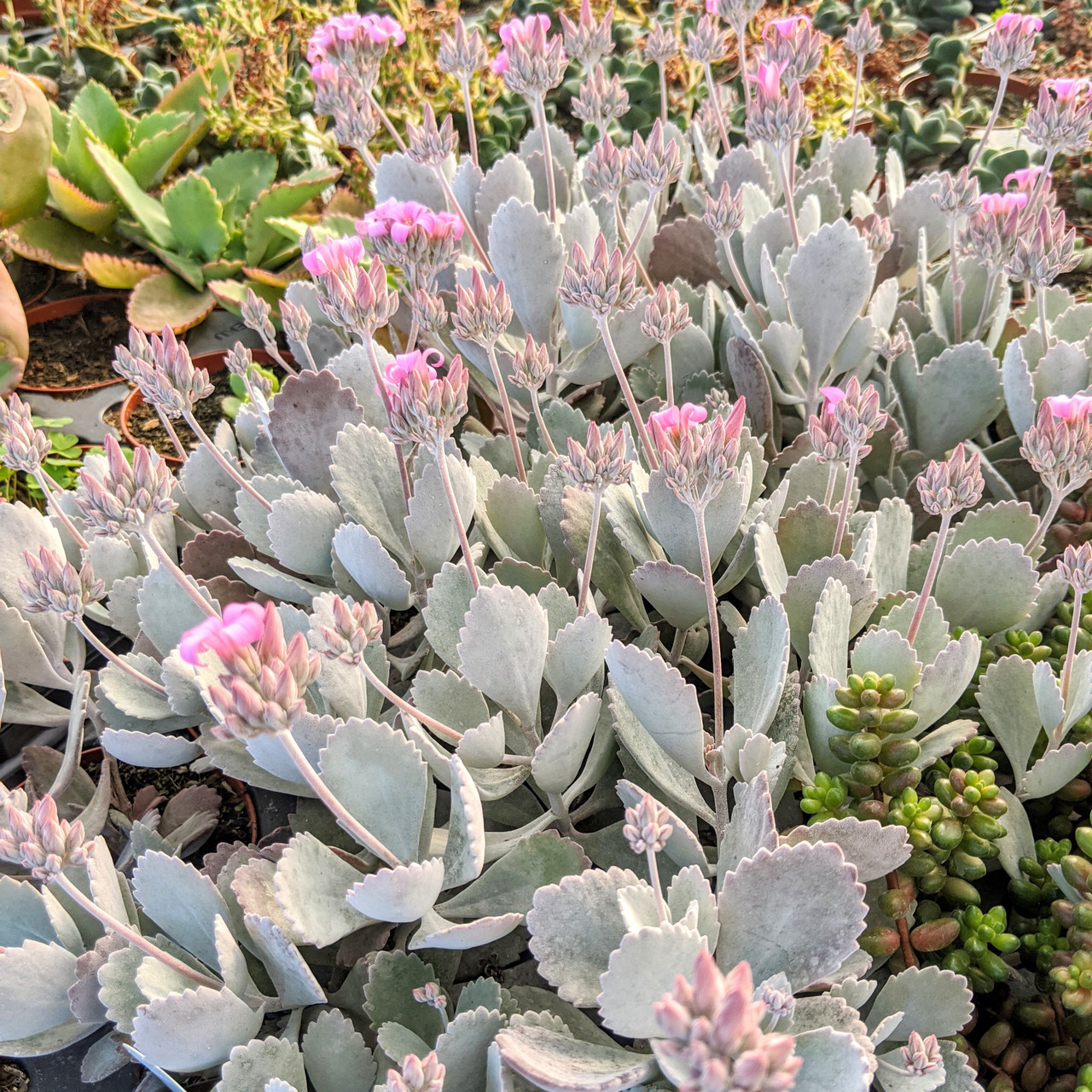 gasteria plant Gasteria 'Royal Wolfgang' – DesertScapeSucculent main image 0