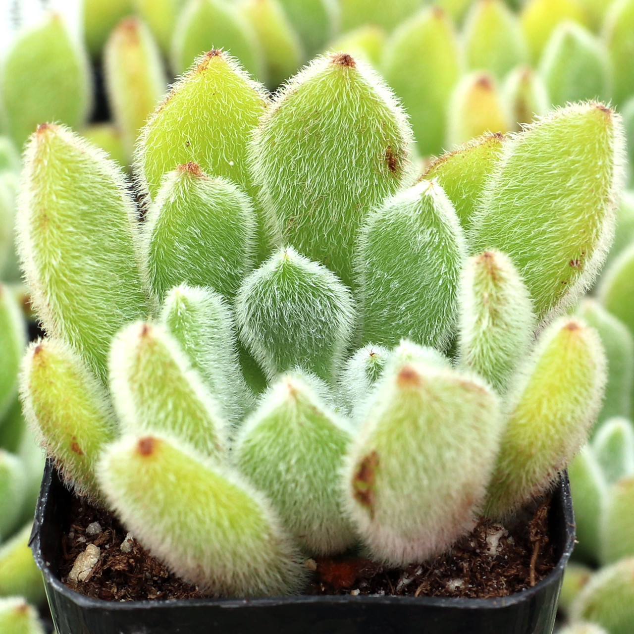 Echeveria 'Doris Taylor' - Woolly Rose - Mountain Crest Gardens