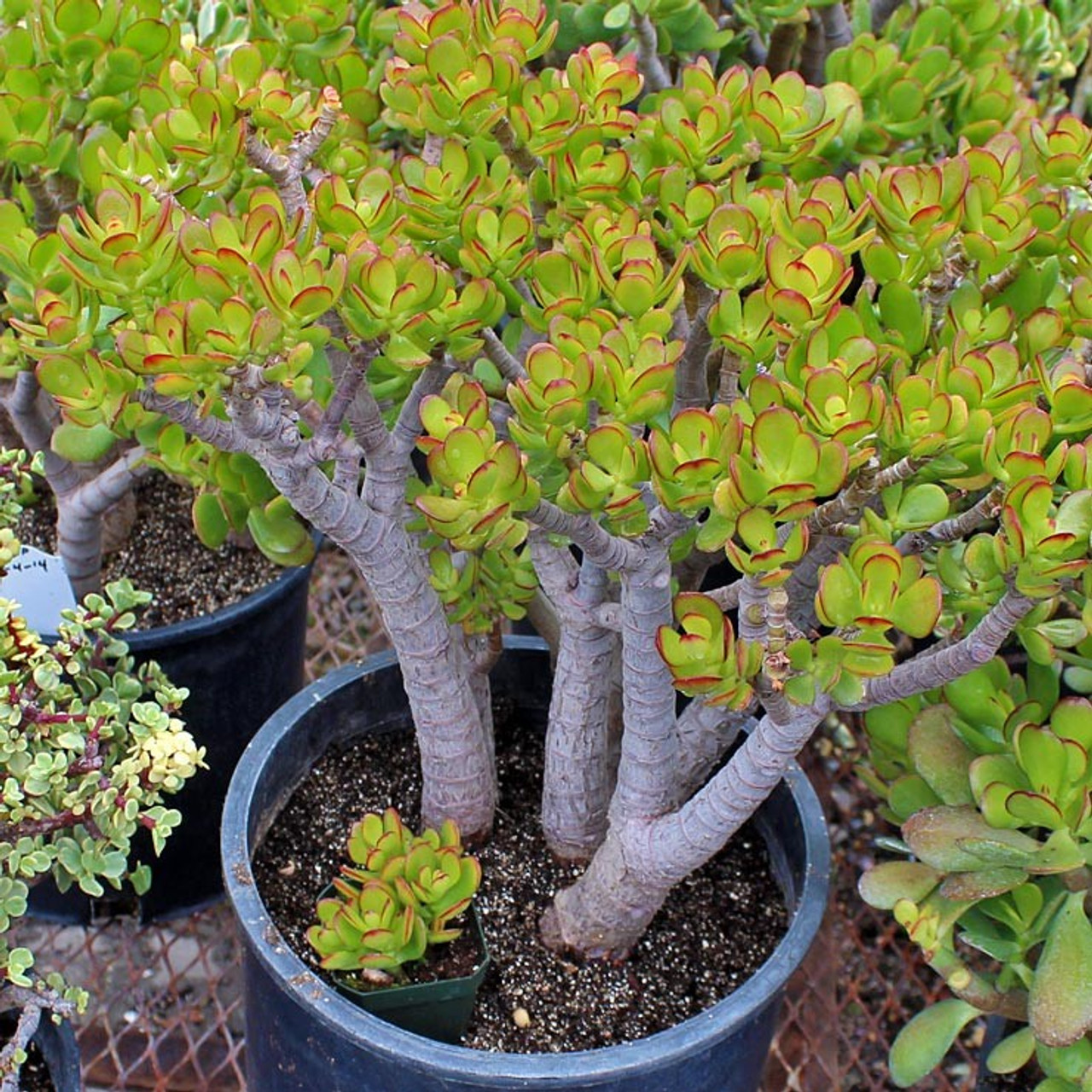 Crassula 'Baby's Necklace Variegata' Plant Care: Water, Light, Nutrients |  Greg App 🌱