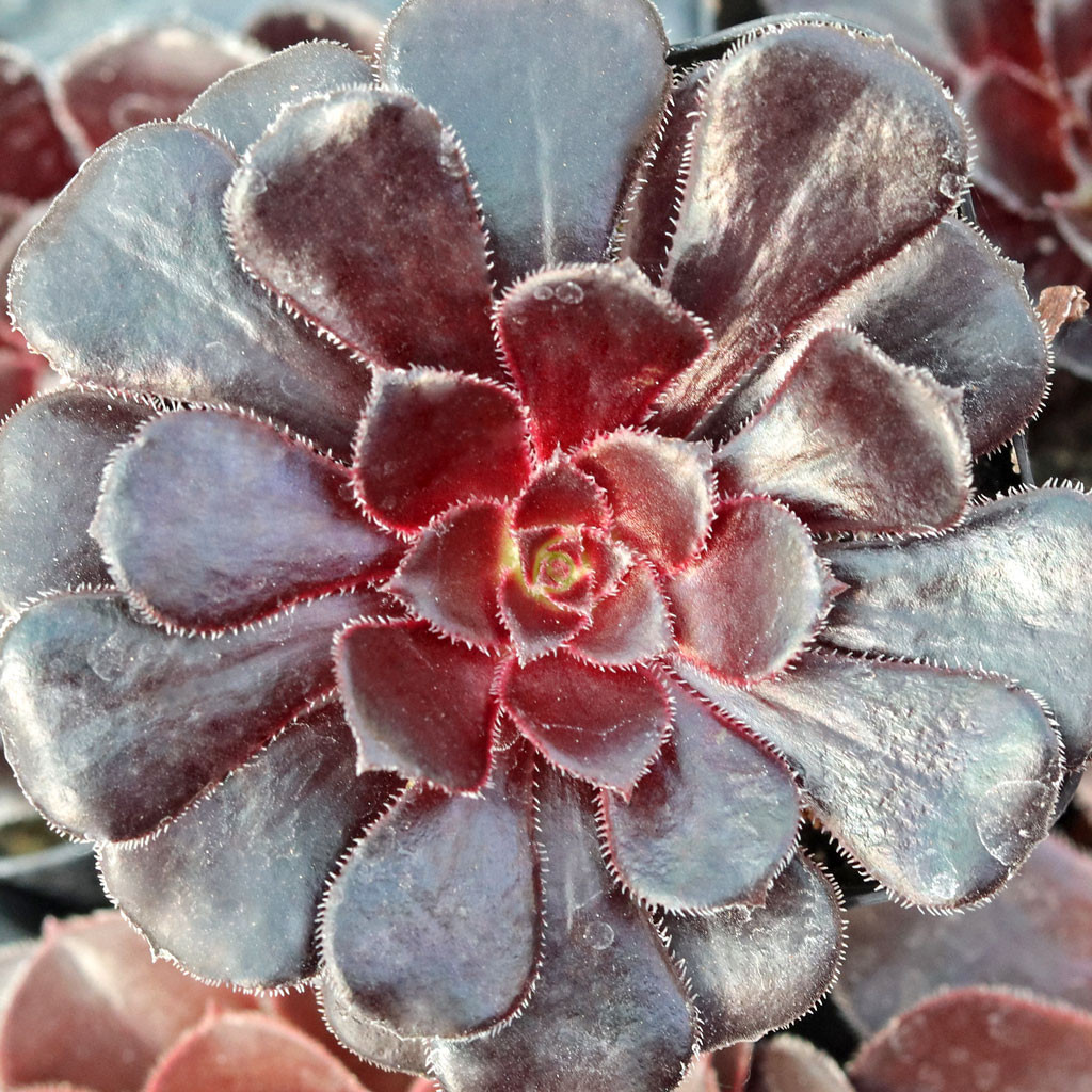 Aeonium arboreum 'Black Rose' | Mountain Crest Gardens