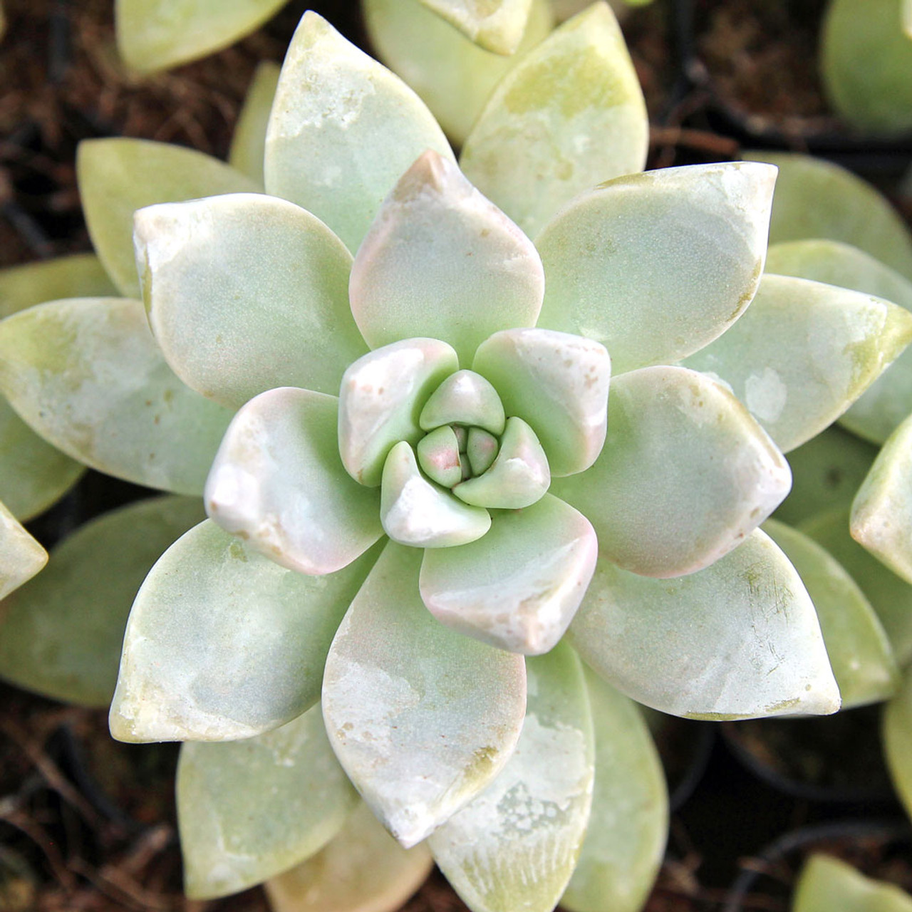 How to Grow and Care for Ghost Plant